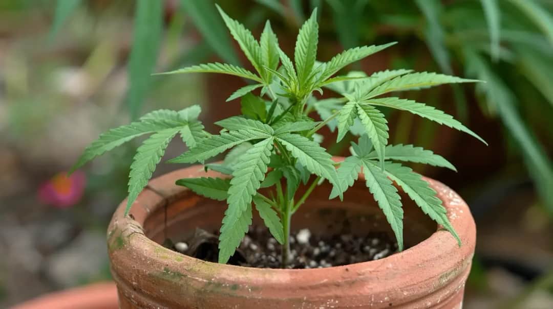 Susz konopny czy jest legalny? Kluczowe informacje i przepisy w Polsce