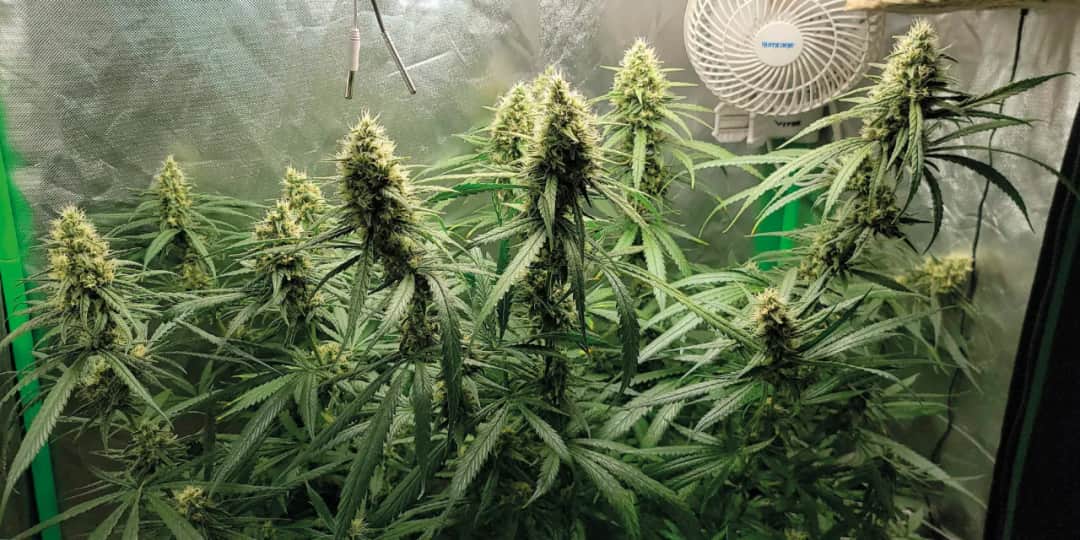 Gorilla Glue: Opis odmiany i opinie użytkowników - Dowiedz się!