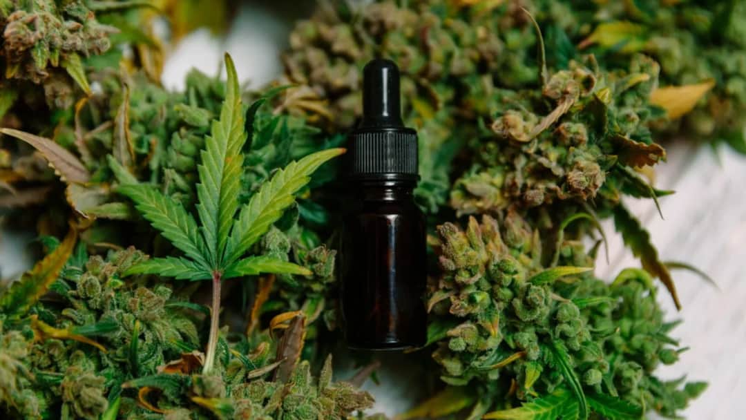 Czy olejek konopny jest legalny? Zmiany w przepisach i ich skutki