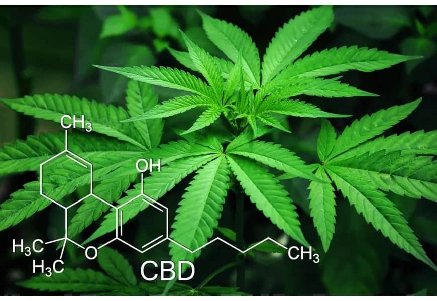 Susz konopny CBD na co pomaga? Odkryj jego zdrowotne właściwości