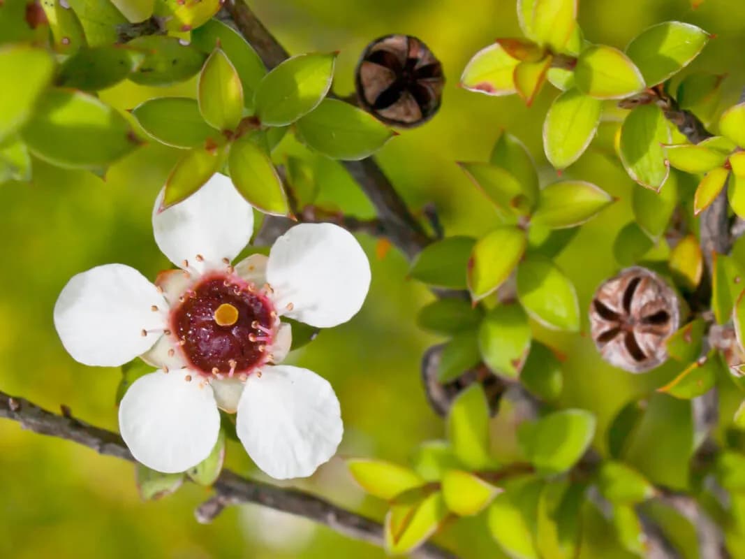 Maść z miodem Manuka: to naturalny sposób na infekcje skórne?