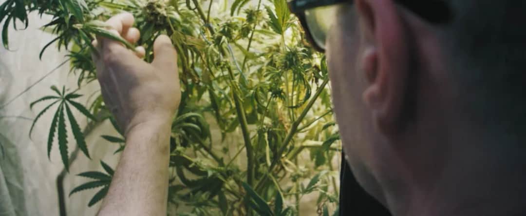 Konopie w kinie: Ewolucja wizerunku rośliny na ekranie