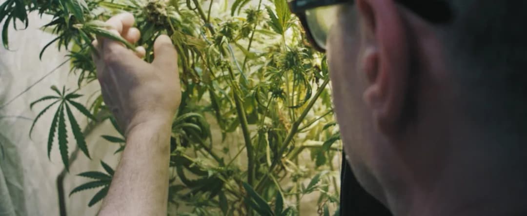 Konopie w kinie: Ewolucja wizerunku rośliny na ekranie