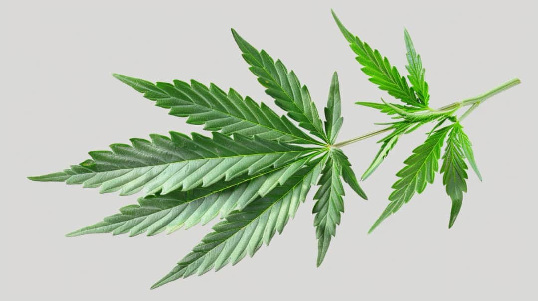 Czas utrzymania THC w organizmie: Objawy, skutki i porady