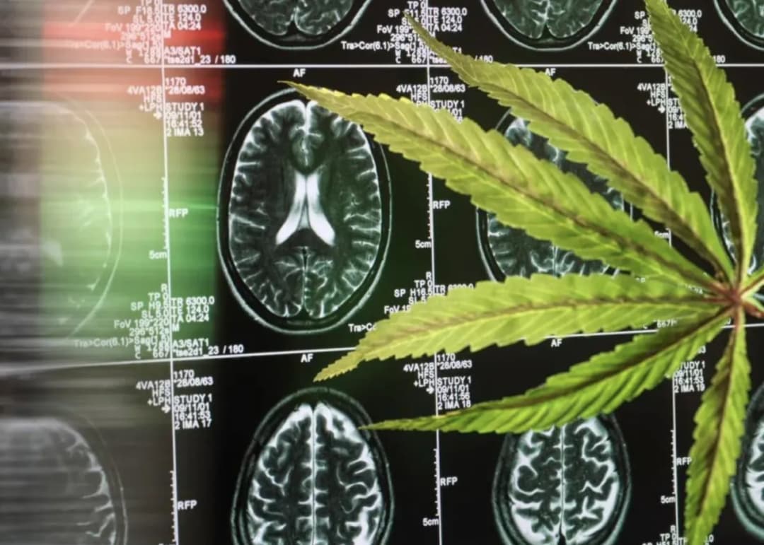 Czy olej konopny naprawdę pomaga na Alzheimera? Skutki jego działania.